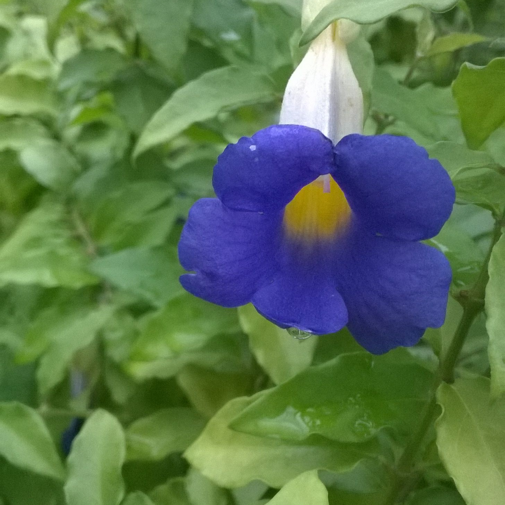 Thunbergia Erecta Nana (Blue) Plant