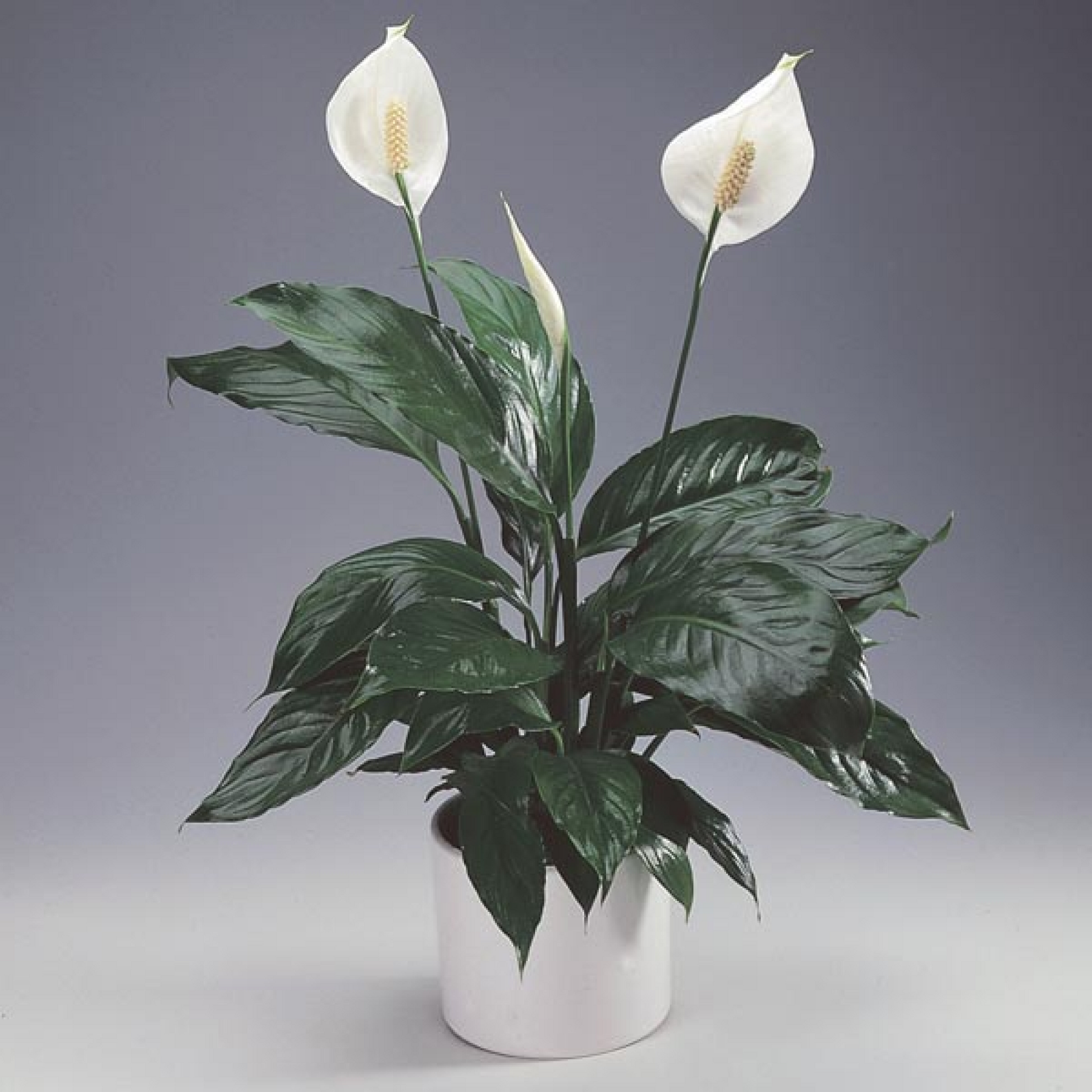 Peace Lily Spathiphyllum Plant