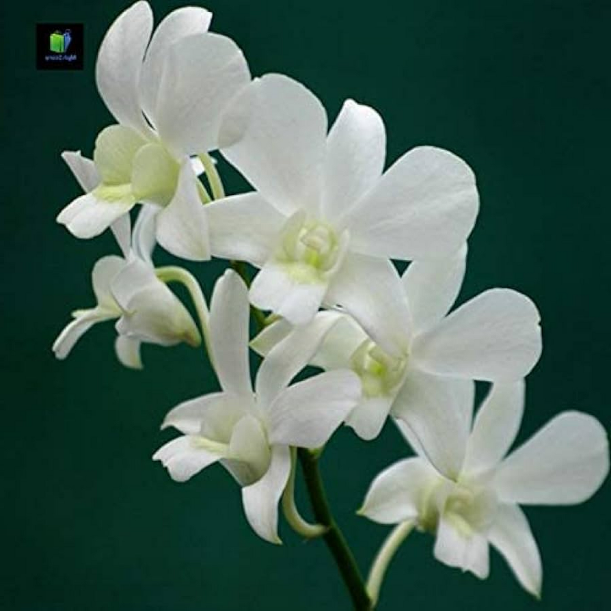 Orchid Dendrobium (White) Plant