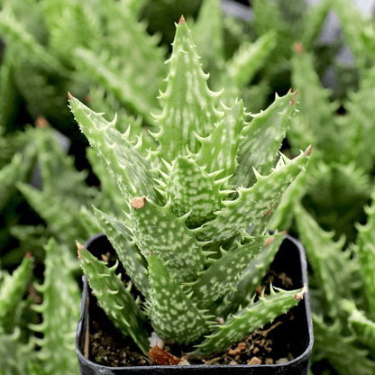 Aloe Juvenna - Succulent Plant