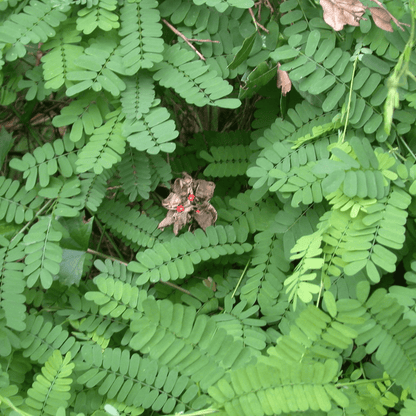 Abrus Precatorius, Crab's Eye Plant