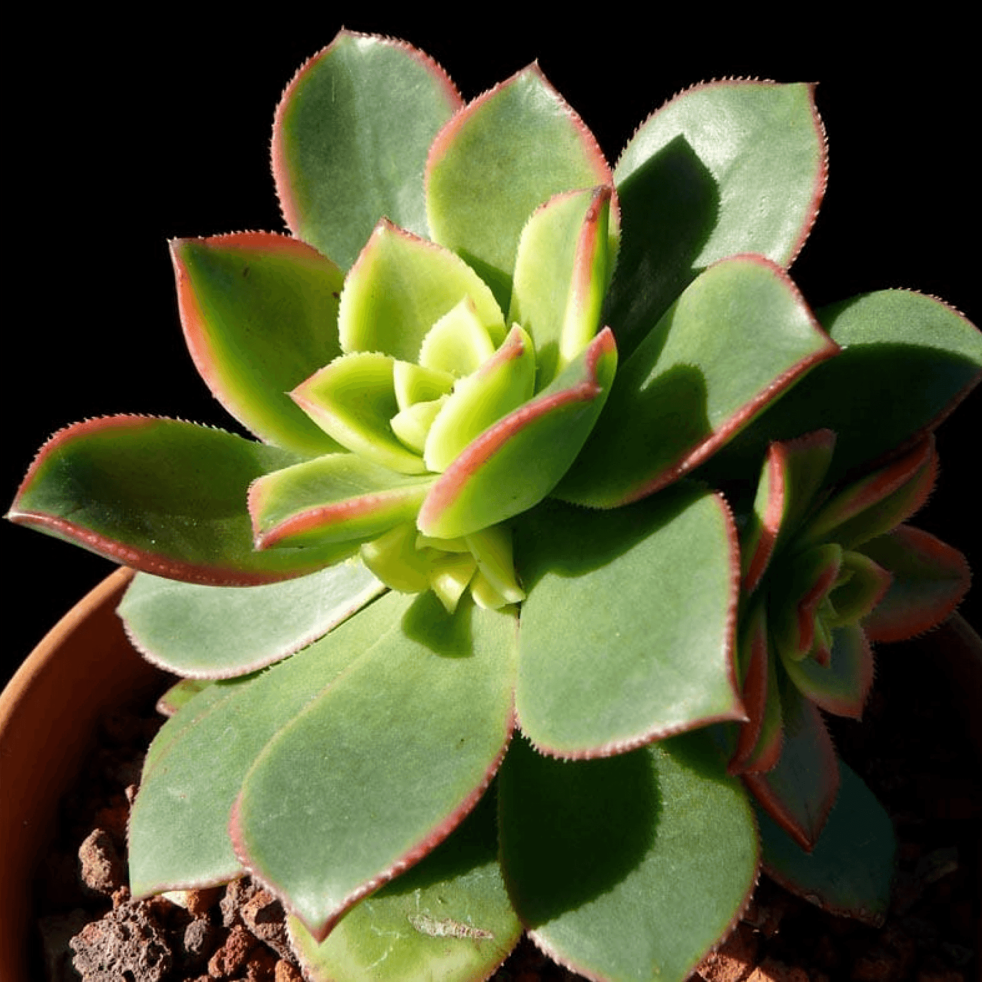 Aeonium Decorum Tricolor Plant