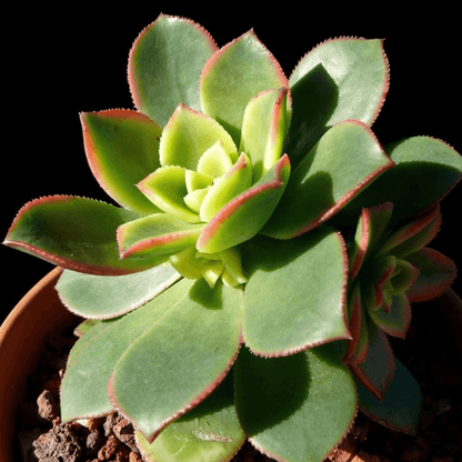 Aeonium Decorum Tricolor Plant