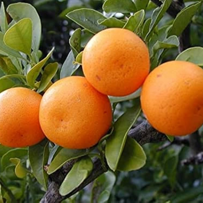 Kinnow Citrus Plant 