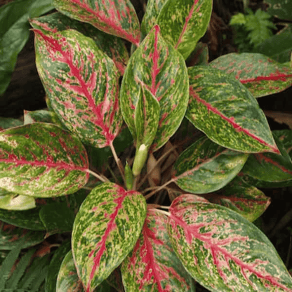 Aglaonema Butterfly Manis Plant