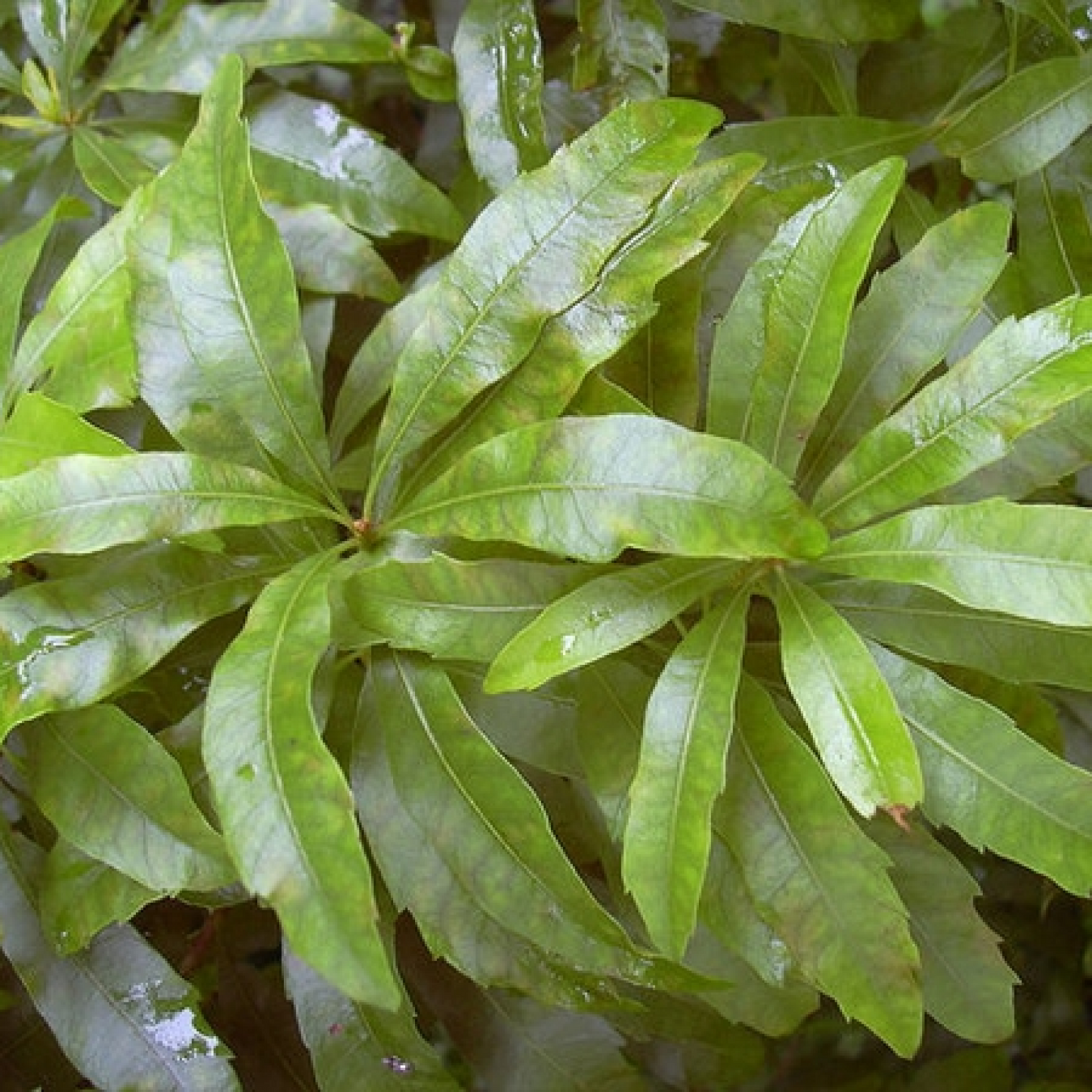Myrica Cerifera Plant