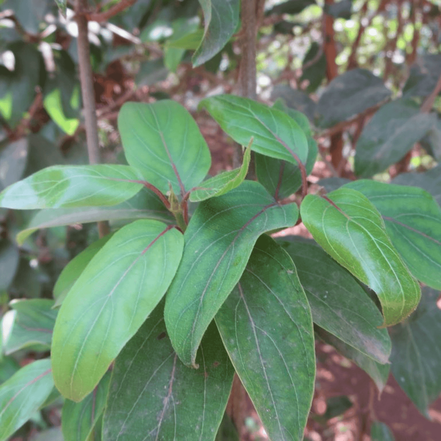 Echites Var Macrophylla Plant