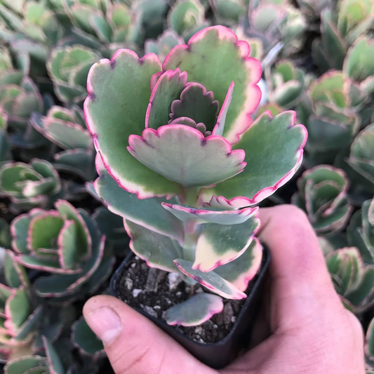 Kalanchoe blossfeldiana Succulent Plant