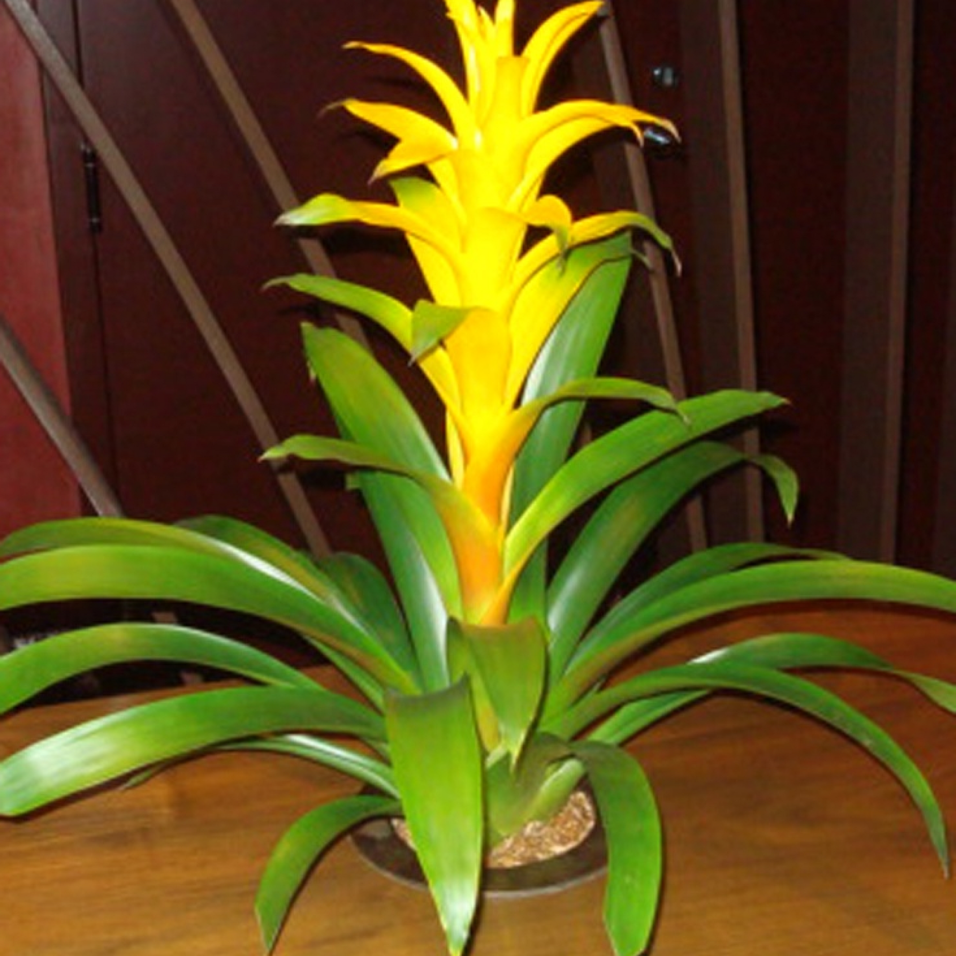 Guzmania (Yellow) Plant