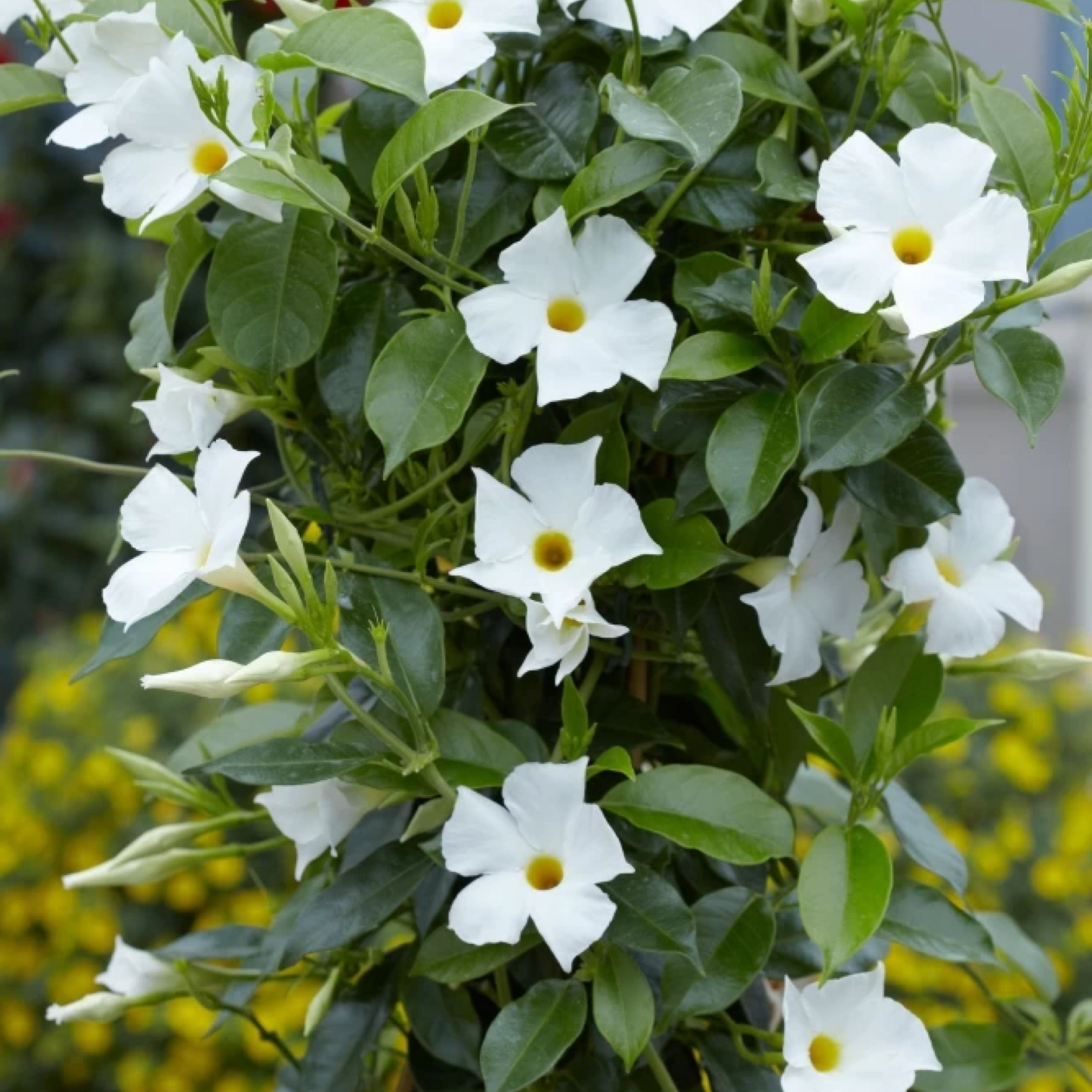 Mandevilla (White) Plant