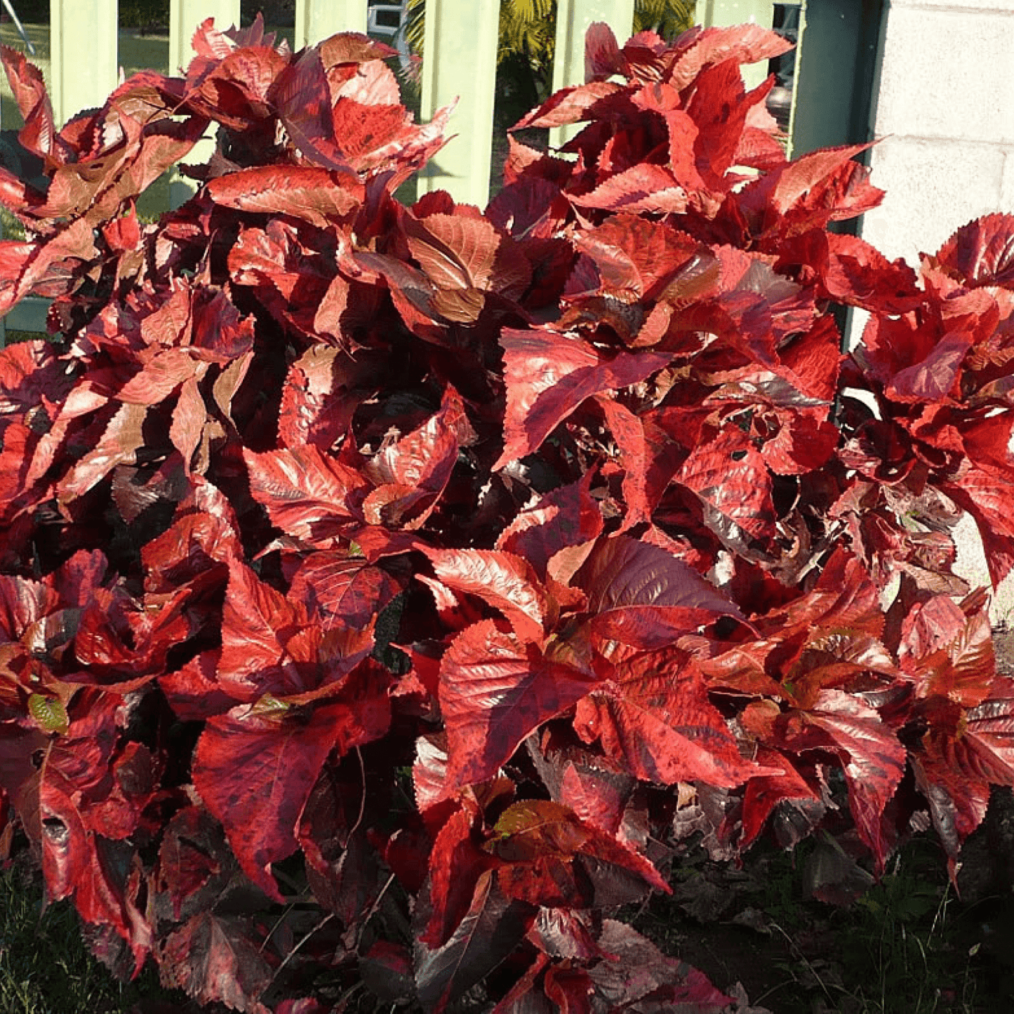 Acalypha Wilkesiana Macrophylla Rosea Plant