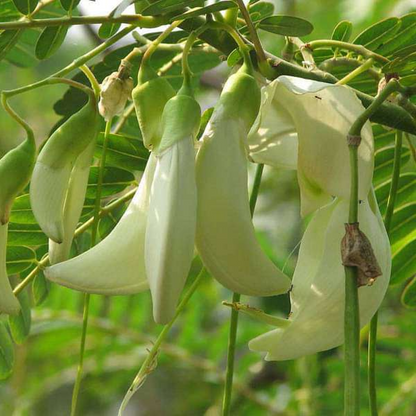 Sesbania grandiflora Hummingbird tree Plant