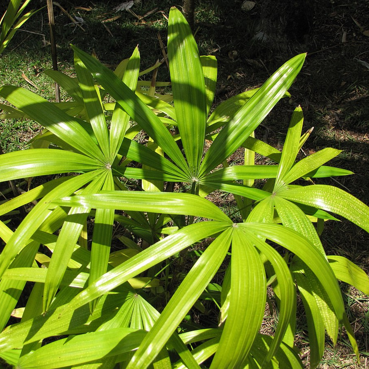 Rhapis subtilis Plant