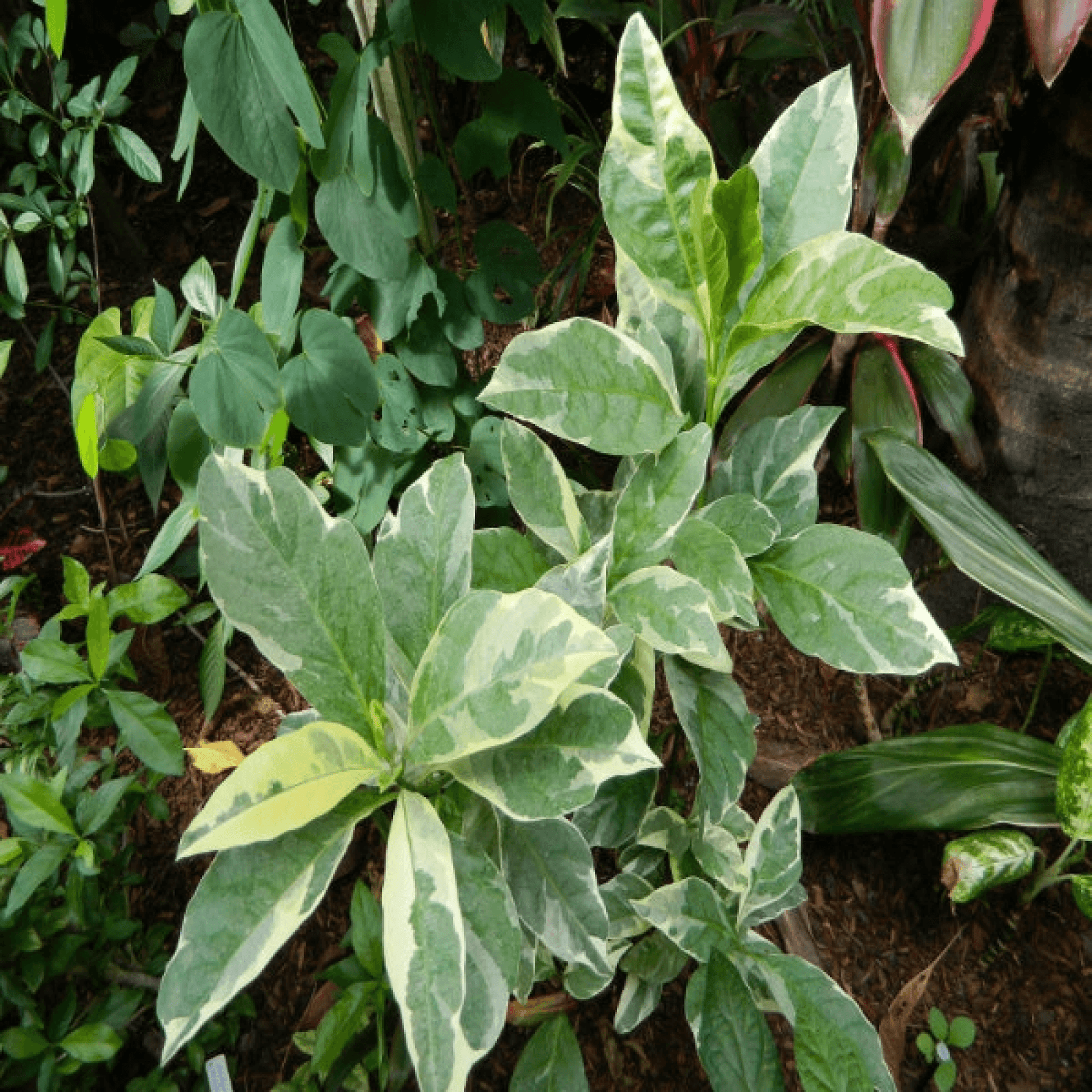 Eranthemum Kodia (White and Green) Plant