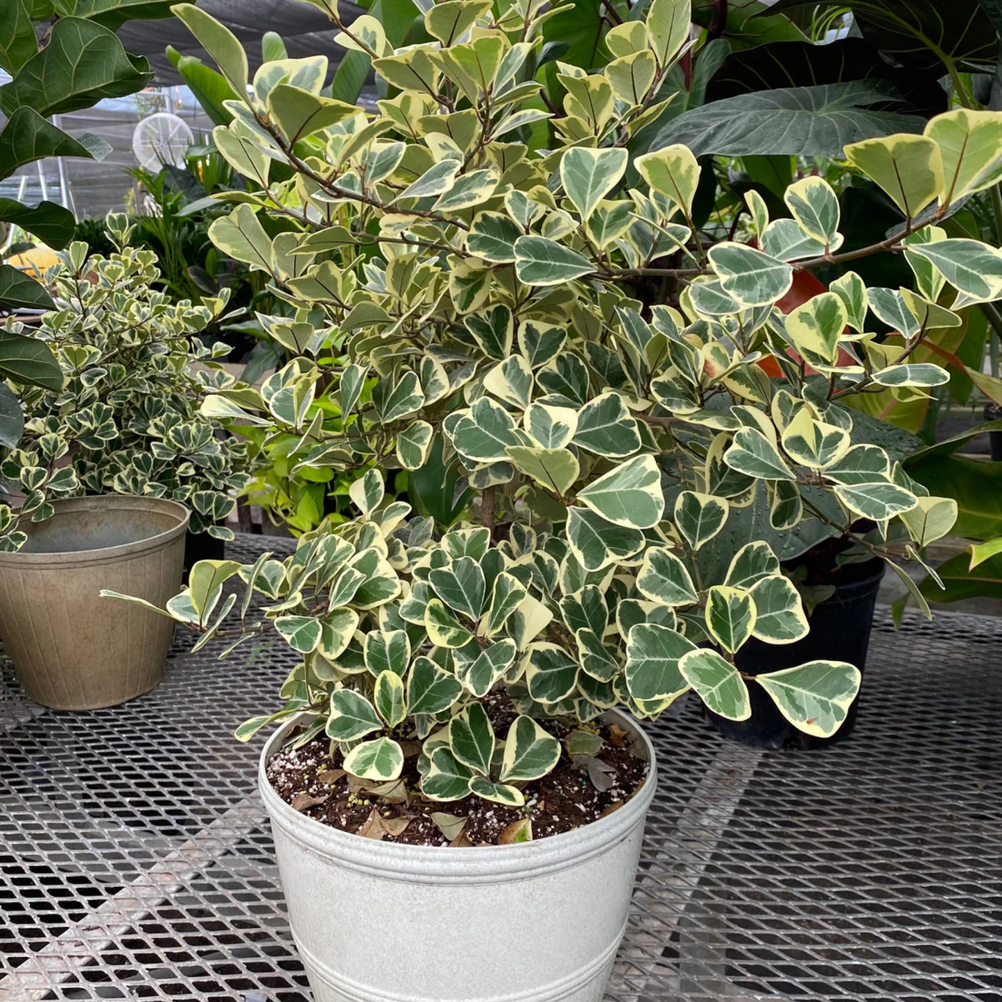 Ficus Triangularis variegata Plant