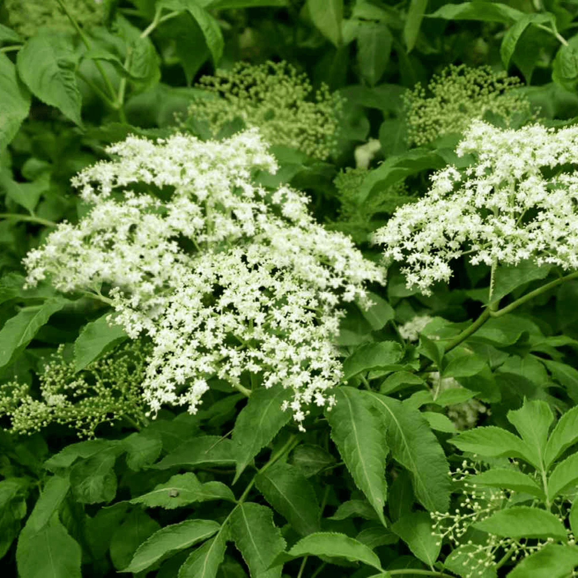 American Elderberry Sambucus Plant