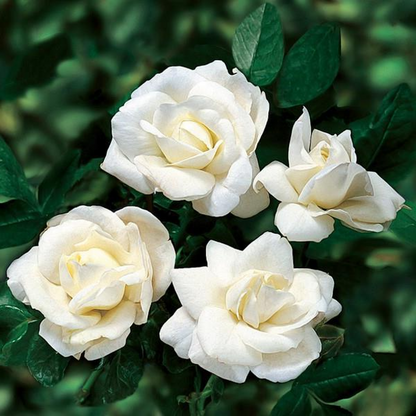 Miniature Button Rose (White) Plant