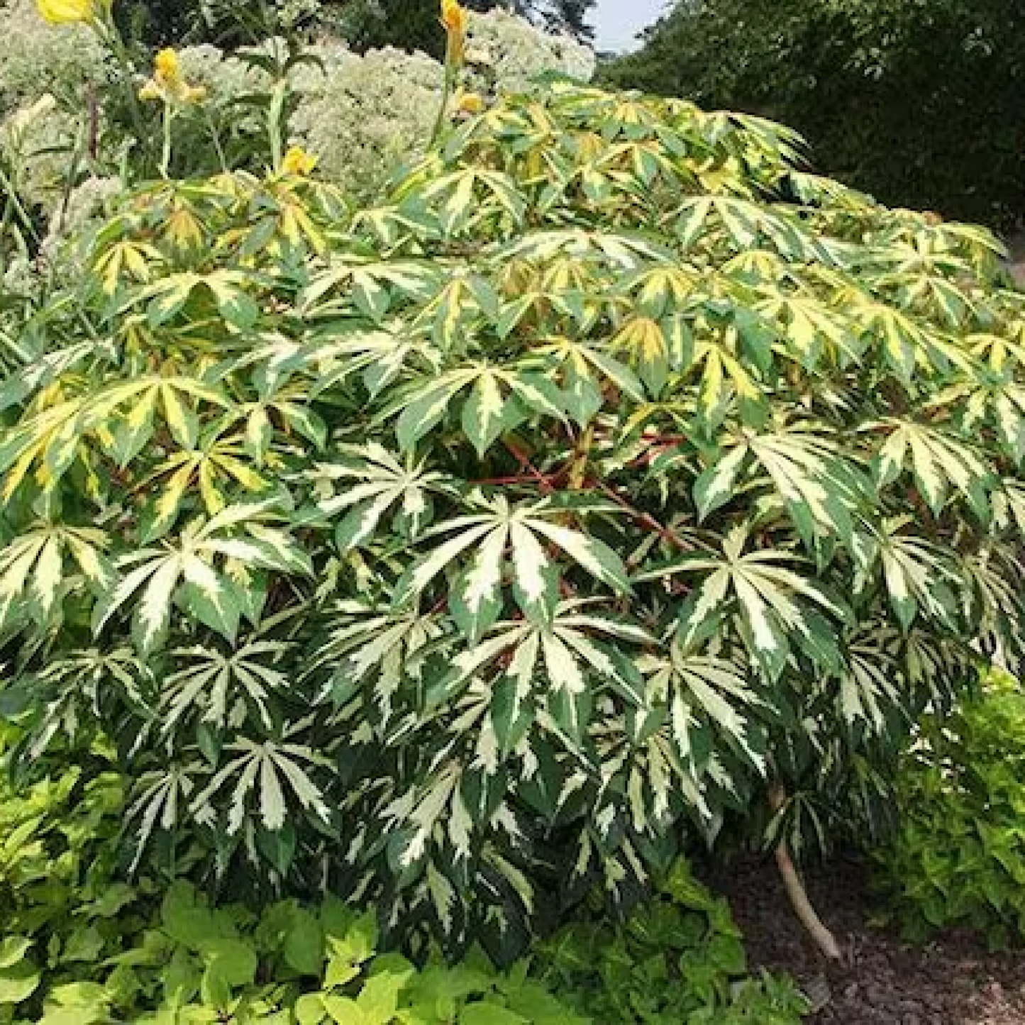 Manihot esculanta variegata Plant