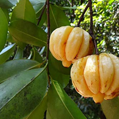 Malabar Tamarind Garcinia Gummi Plant