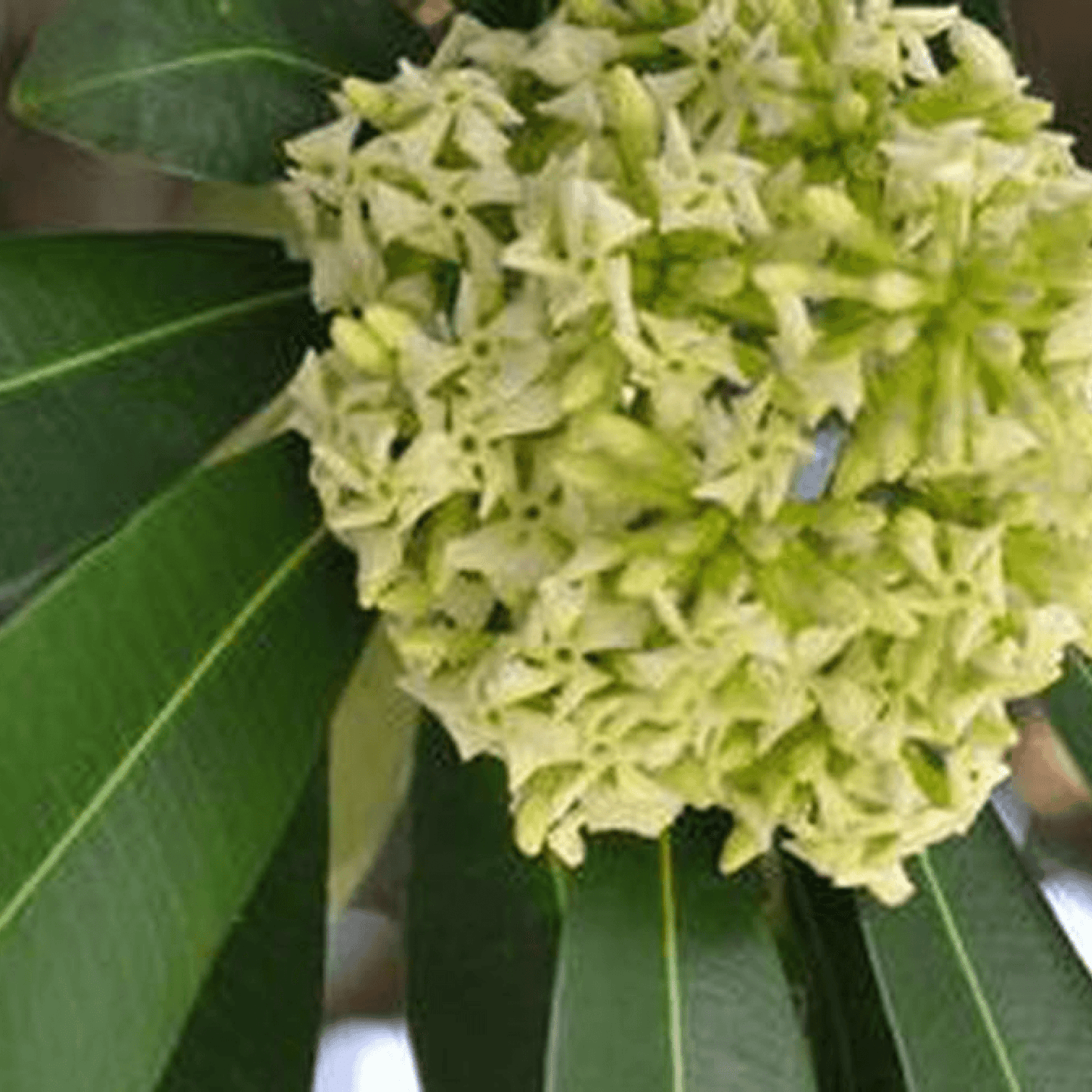 Alstonia Dita Tree Saptaparni Plant