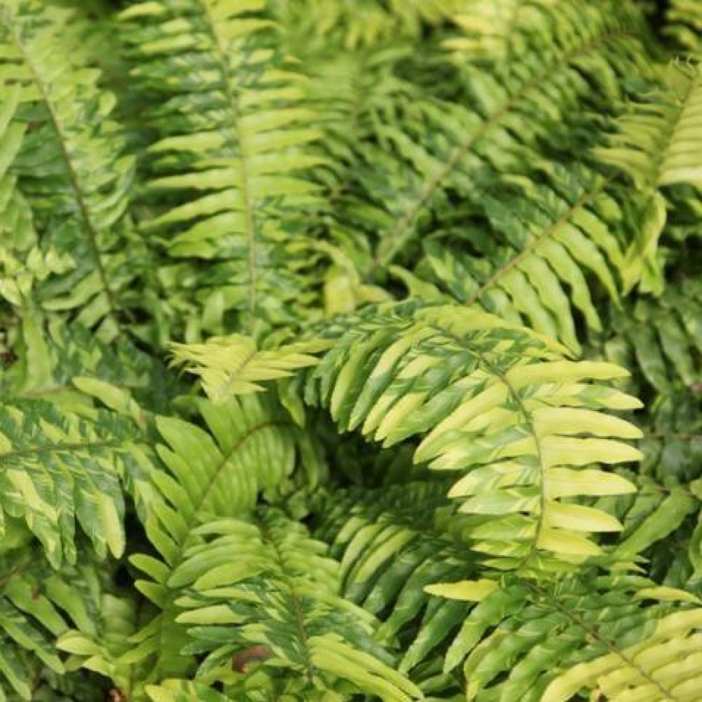 Nephrolepis exaltata aurea, Golden Fern, Pivla Fern - Plant