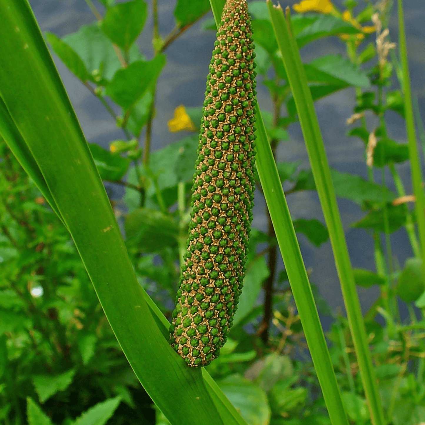 Acorus Calamus, Vekhand Plant