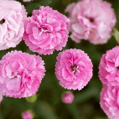 Carnation (Pink) - Plant