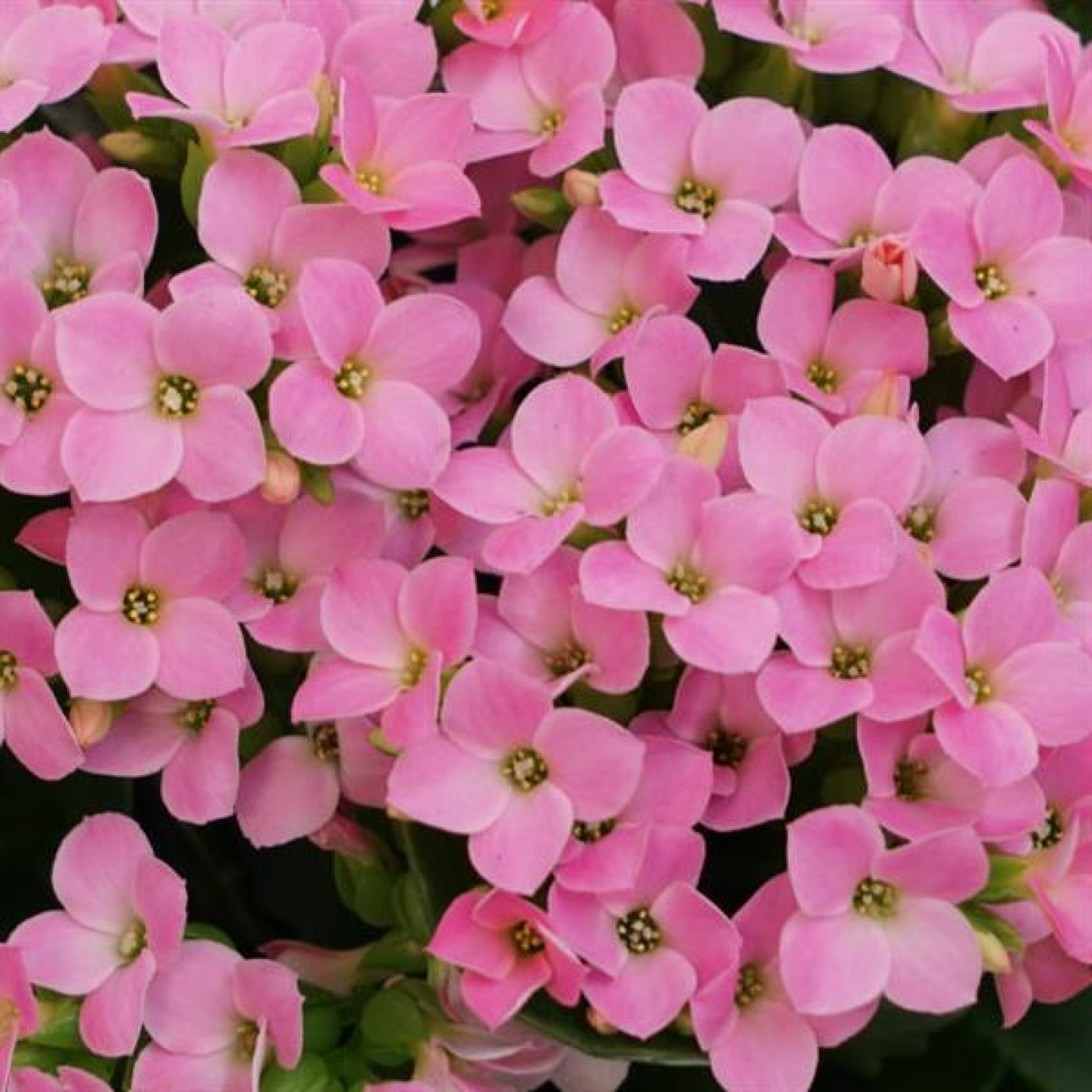 Kalanchoe (light Pink) - Plant