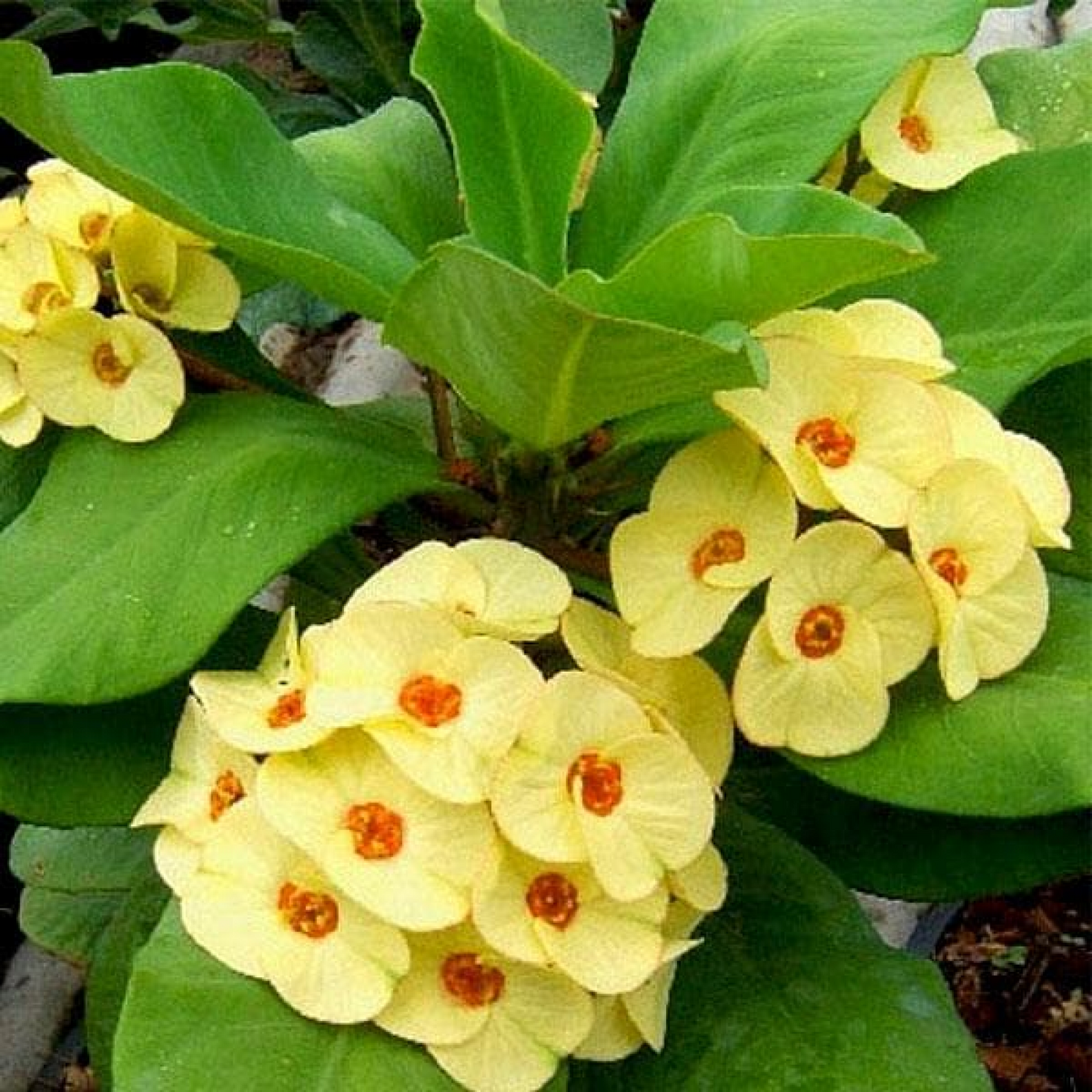 Euphorbia (Yellow) - Plant