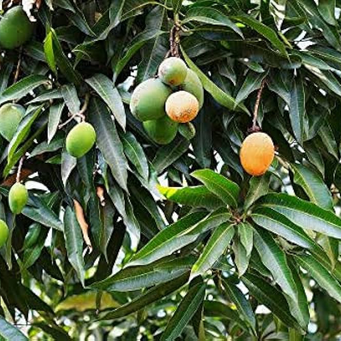 Mango Tree (Dudh Pedo Grafted) Plant
