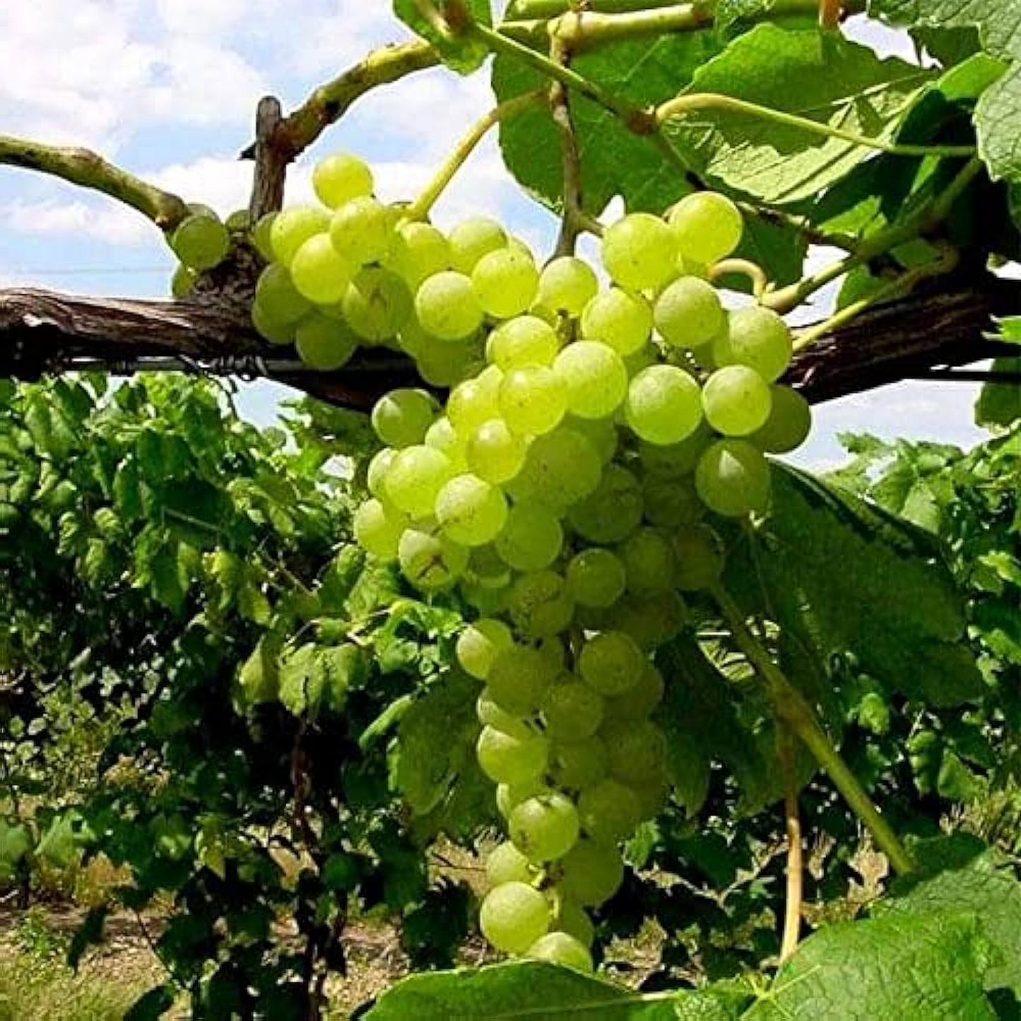 Grape Angoor ( Grafted Seedless ) Plant