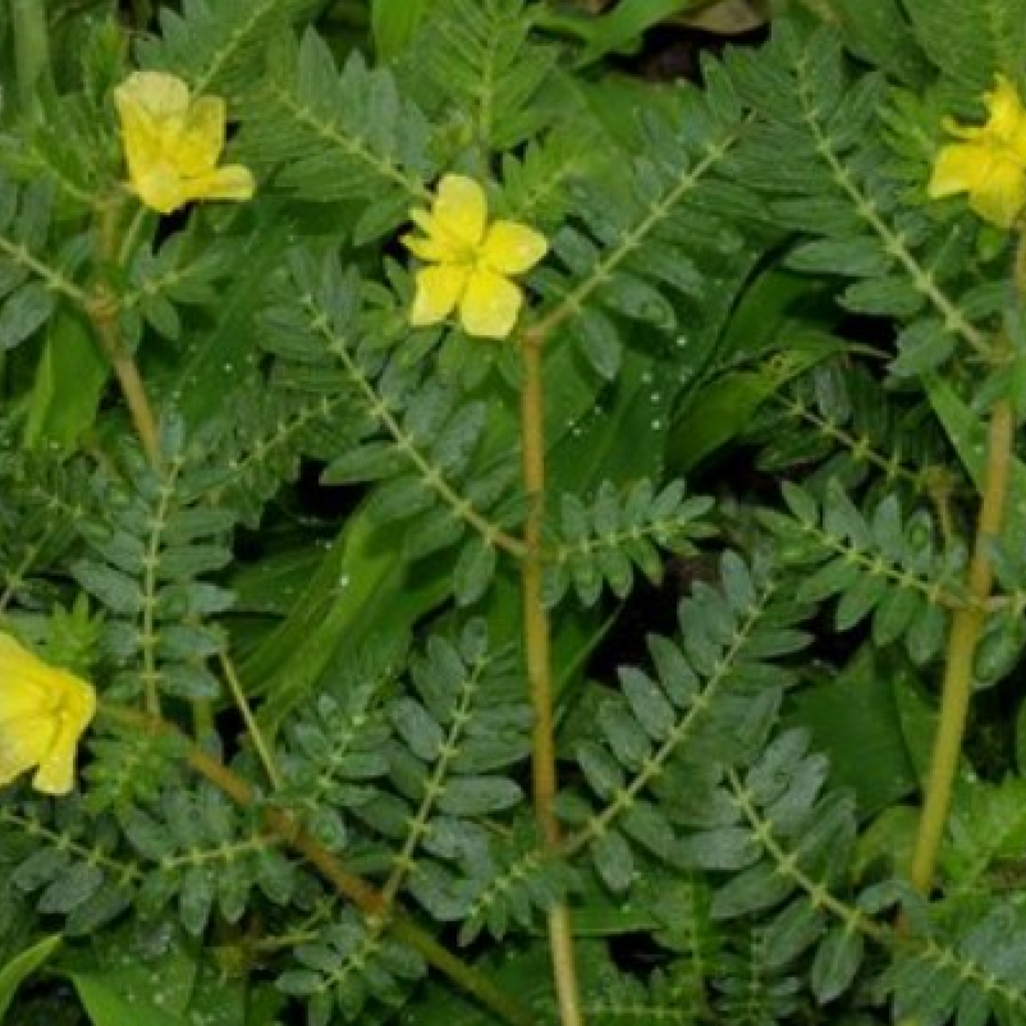 Tribulus terrestris Plant