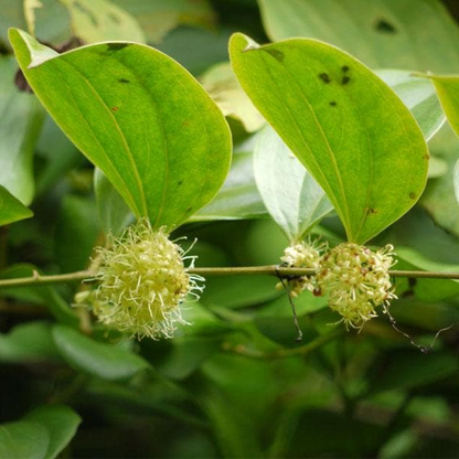 Kumarika Smilax Wightii Plant