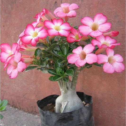 Adenium Plant, Desert Rose Grafted Plant