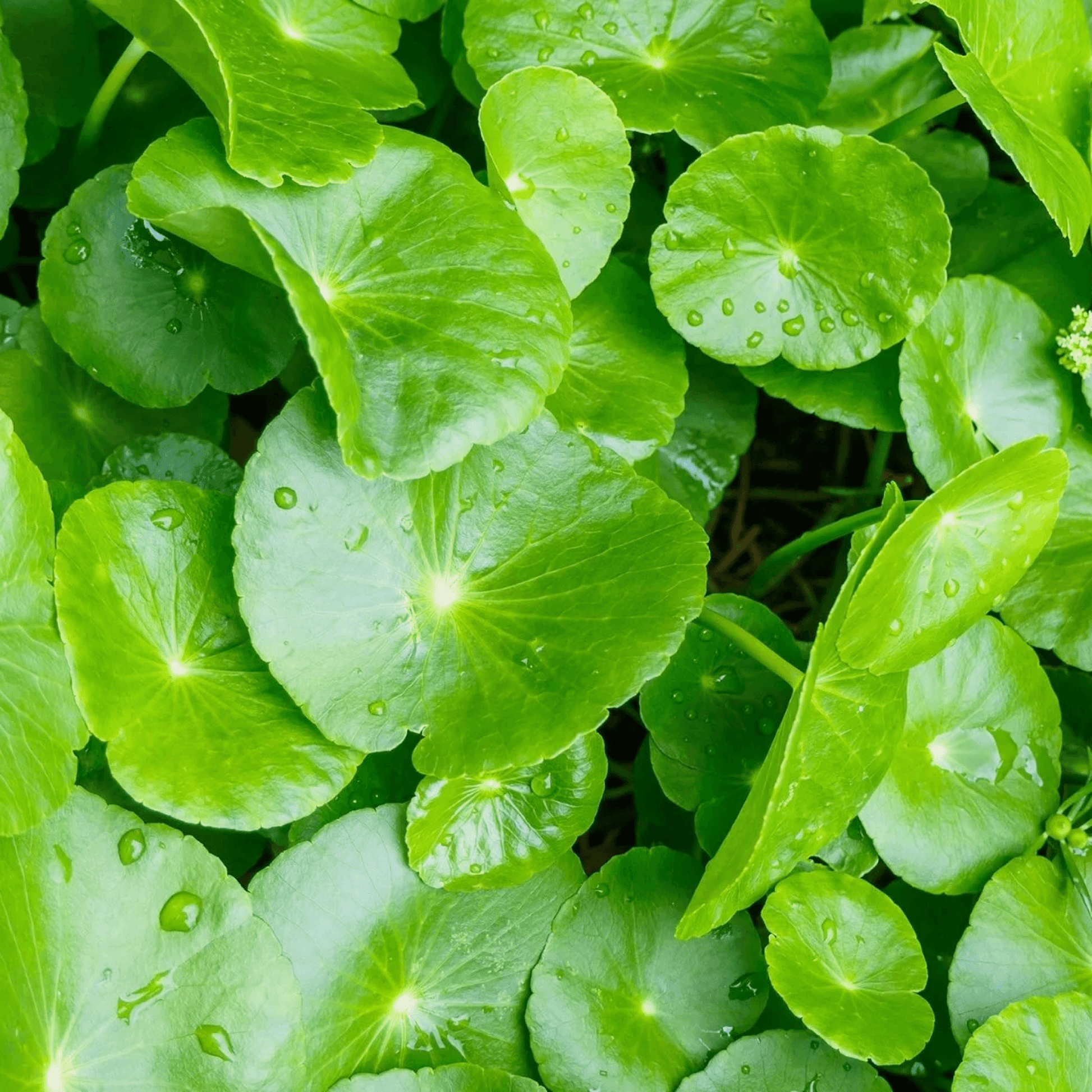 Centella Asiatica Plant