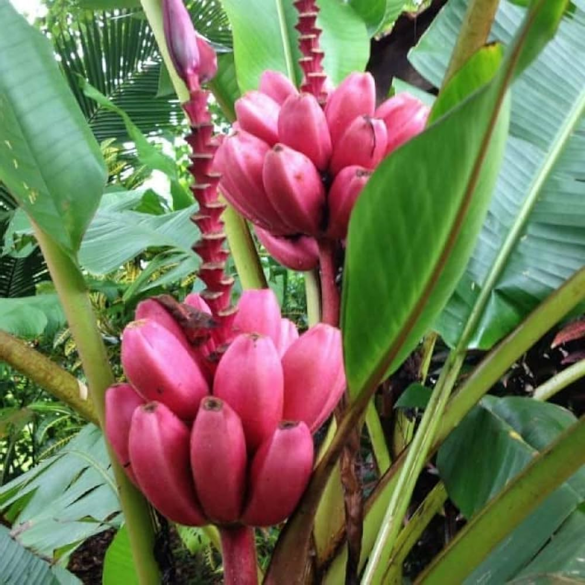 Musa Velutina Red Banana Plant