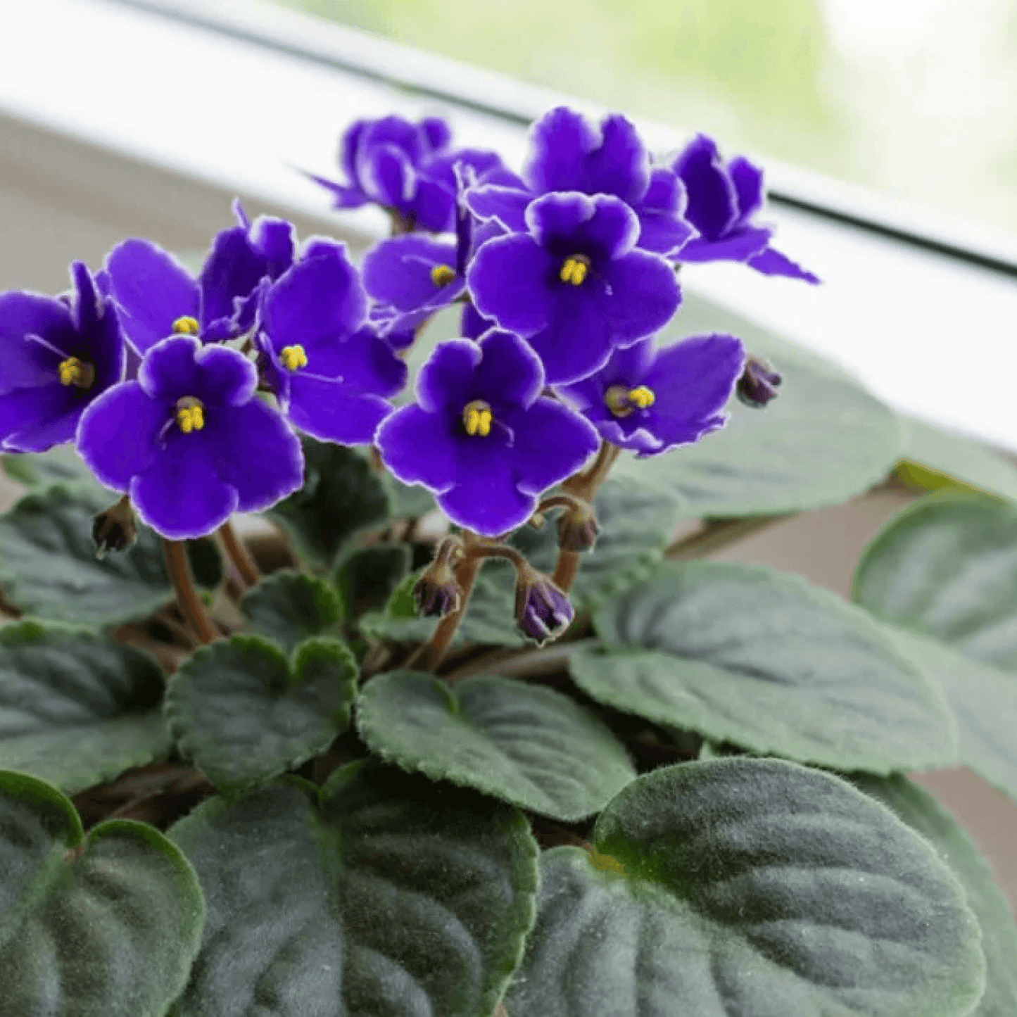 African Violets (Purple) - Purple