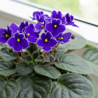 African Violets (Purple) Plant