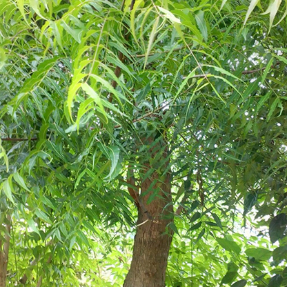 Tree of Andhra Pradesh, Neem - Plant