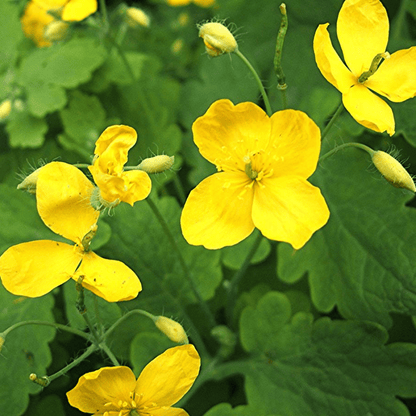 Celandine Plant