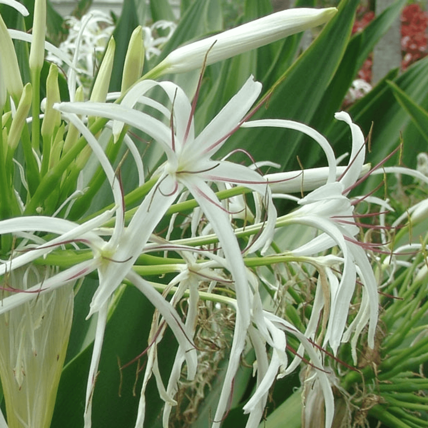 Crinum Lily Variegated Plant