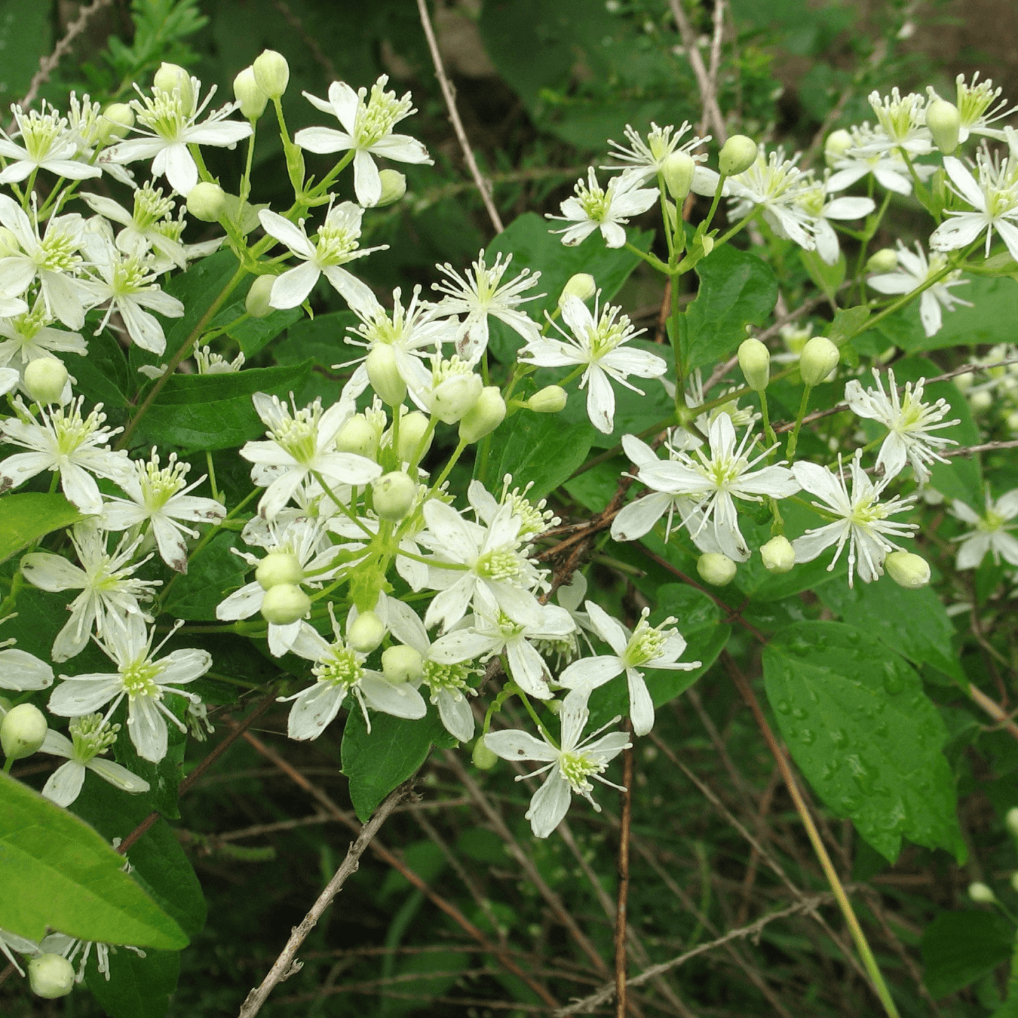 Clematis Triloba Plant