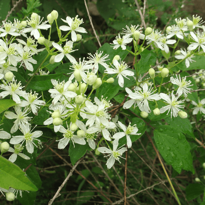 Clematis Triloba Plant