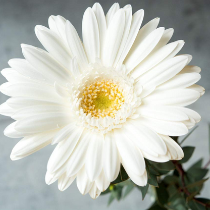 Gerbera (White) Plant