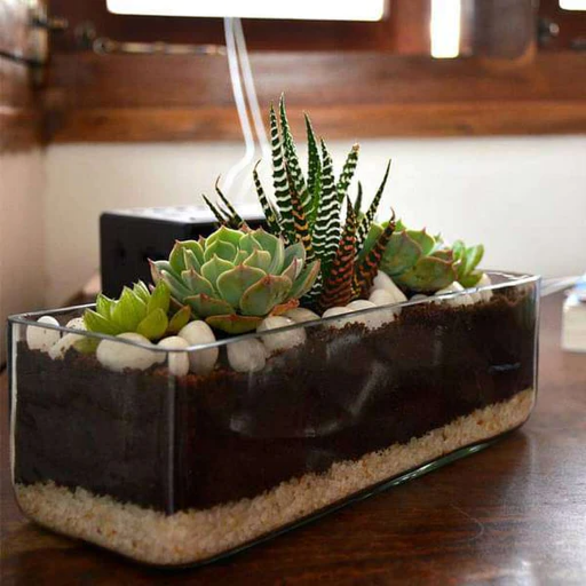 Succulent in rectangle glass pot (3in Ht)