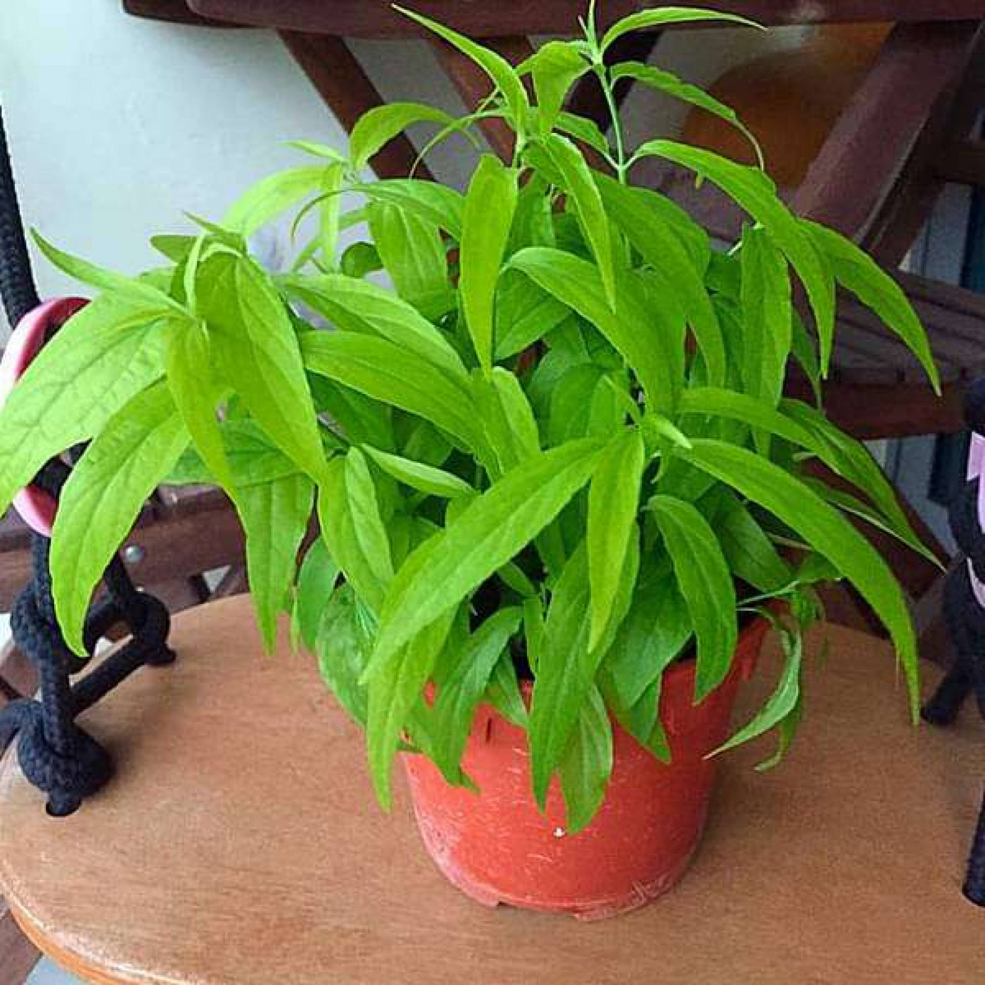 Sabah Snake Grass Clinacanthus Plant