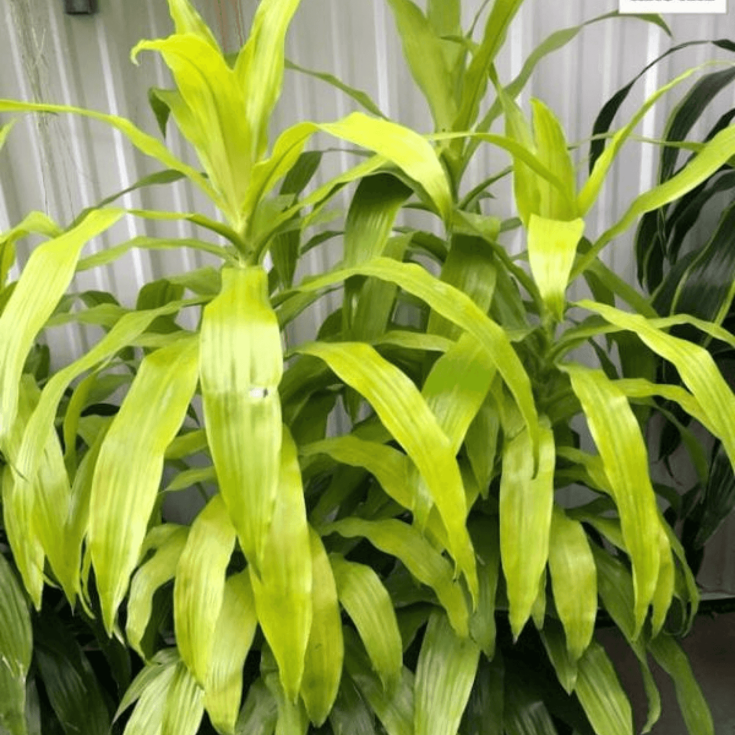 Dracaena Limelight Dragon Tree Plant