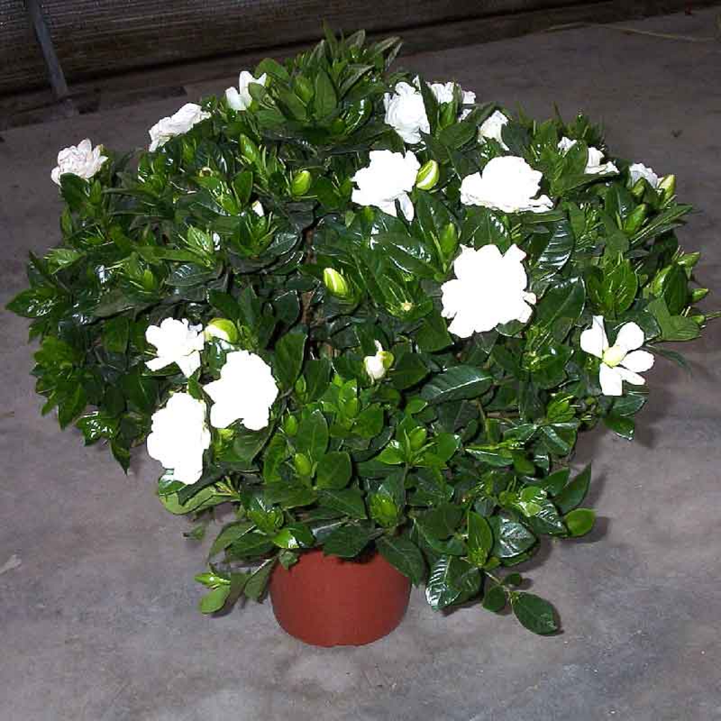 Gardenia Dwarf Ananta Dwarf Plant