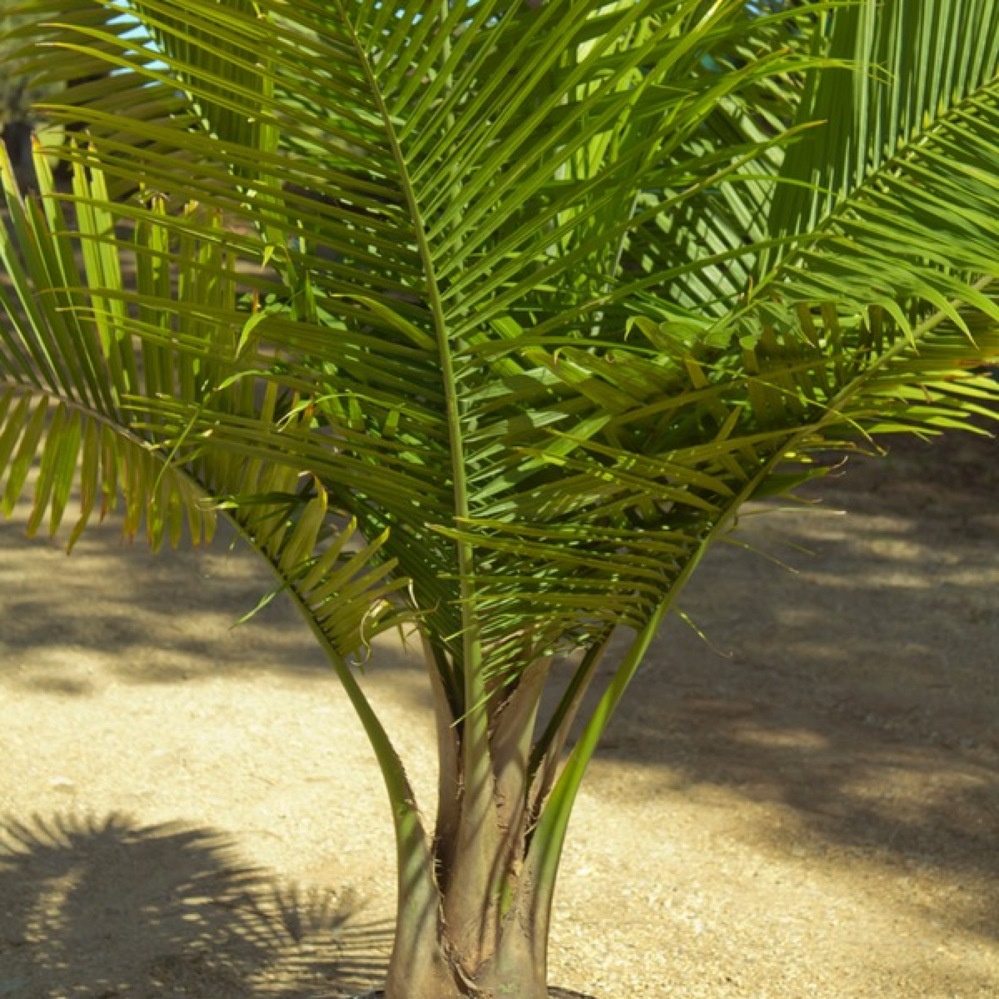 Ravanea rivularis Plant