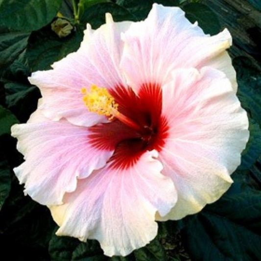 Hibiscus Gudhal Flower (White) Plant